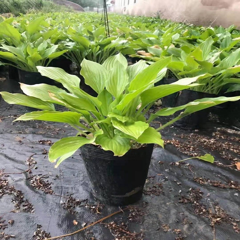 防草布102105.jpg