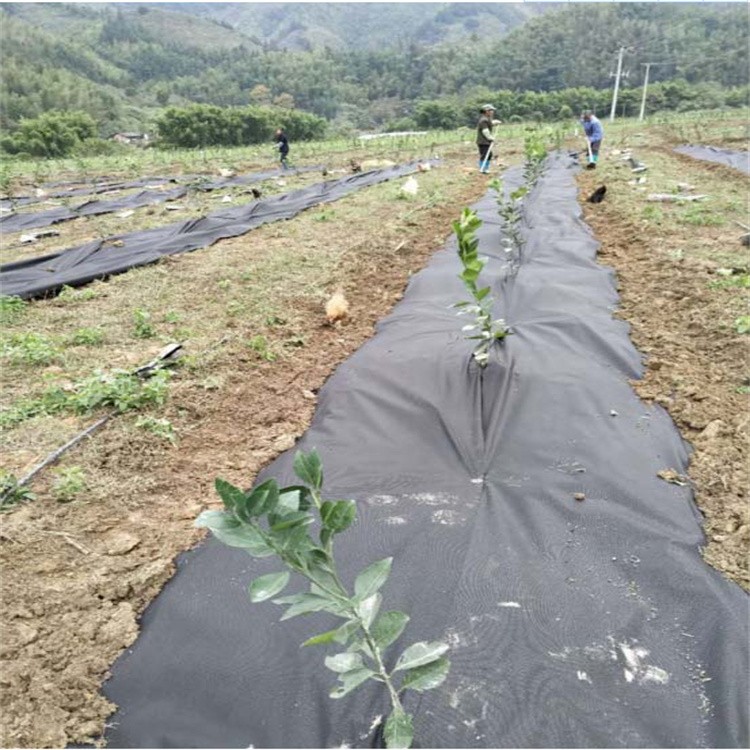 防草布018.jpg